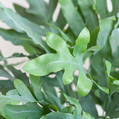 Phlebodium Aureum 'Blue Star' mit Korb Lissabon weiß - 40cm - Ø17 - Pflanzfix24