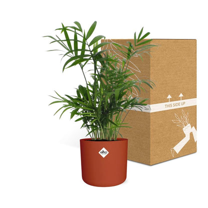 Chamaedorea in ELHO b.for soft rond 14cm brique - Pflanzfix24