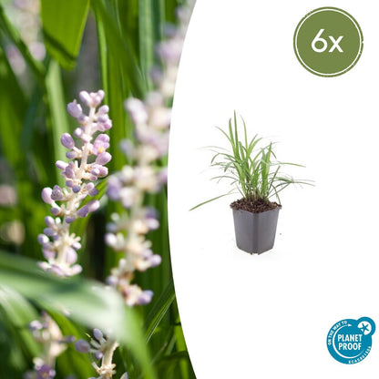 6x Liriope muscari 'Monroe White' - ↕10-25cm - Ø9cm - Pflanzfix24.de - Pflanzfix24.de
