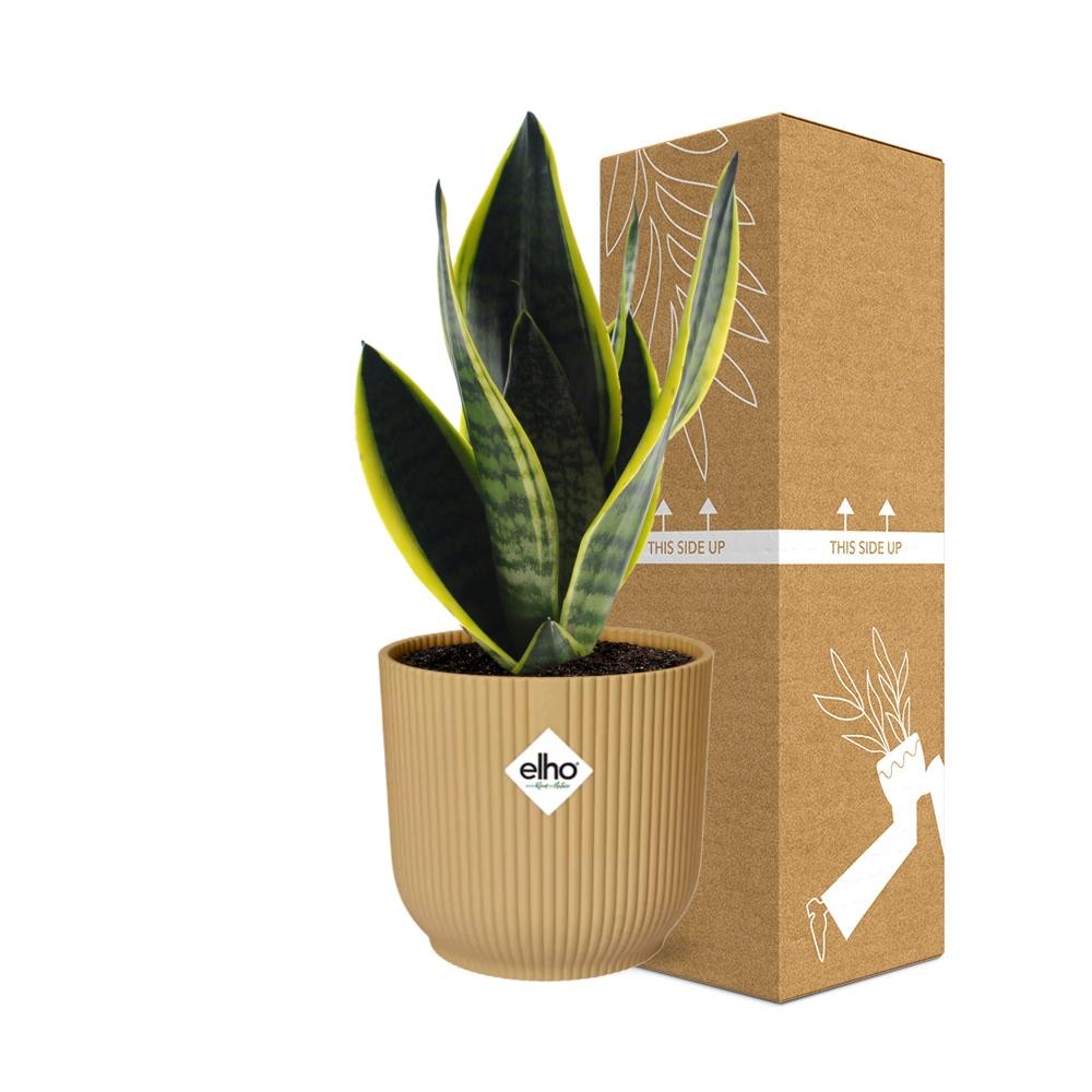 Sansevieria Futura Superba Ø14cm gelb – Schwiegermutterzunge | Pflanzfix24
