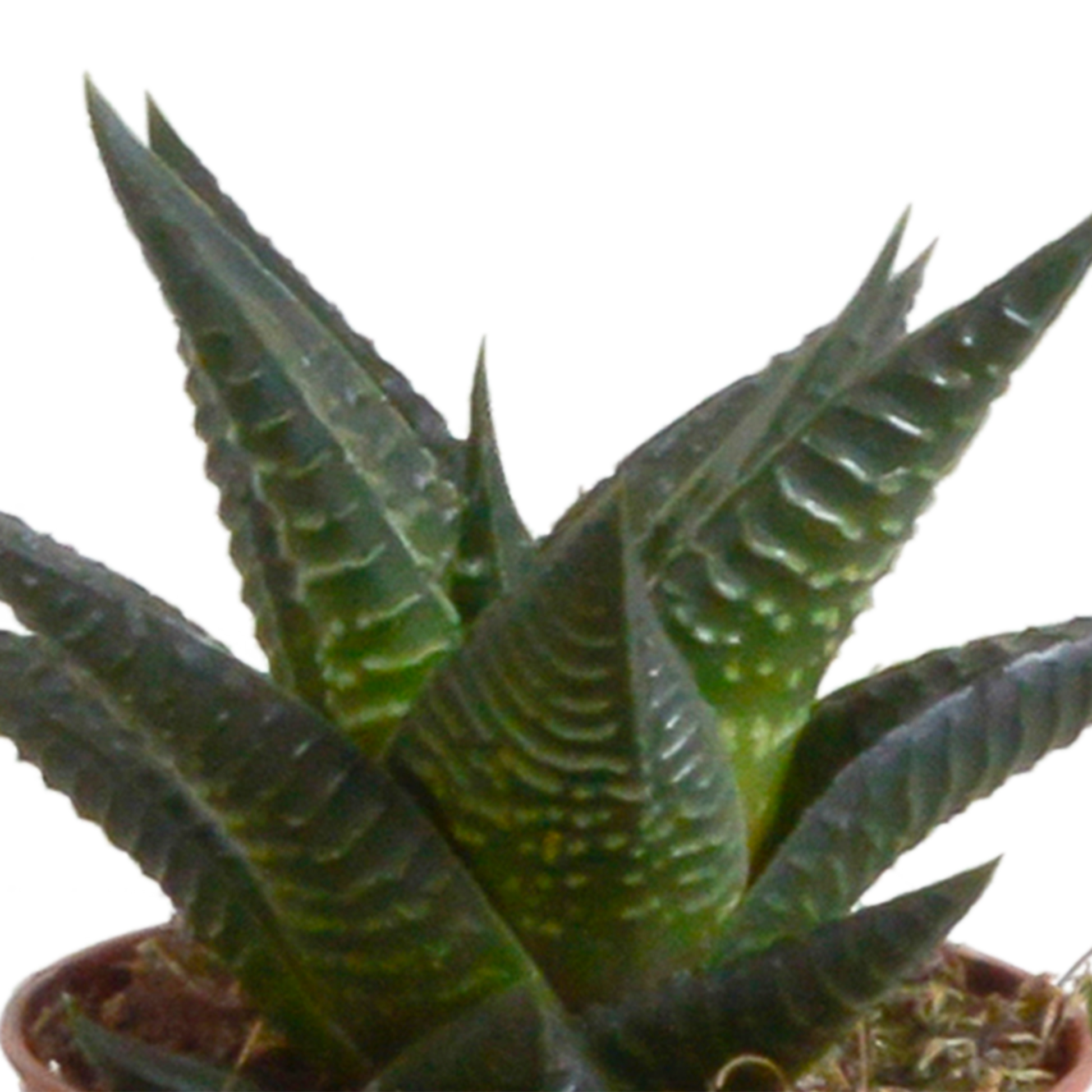 Gasteria/Haworthia-Mischung 5,5cm - 5x - Mexicaanse pot - Pflanzfix24.de - Pflanzfix24.de