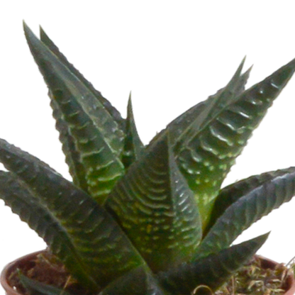 Gasteria/Haworthia-Mischung 5,5cm - 5x - Mexicaanse pot - Pflanzfix24.de - Pflanzfix24.de