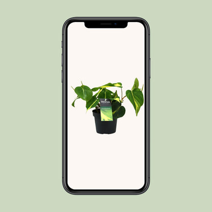 Philodendron Brasil Scandens Ø12cm – Pflegeleichte Zimmerpflanze | Pflanzfix24.de - Pflanzfix24.de