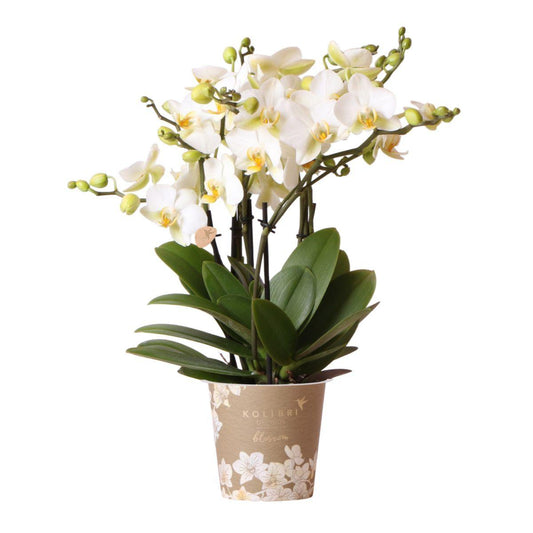 Phalaenopsis Orchidee „Lausanne“ Weiß Ø12 cm – Pflanzfix24.de - Pflanzfix24.de