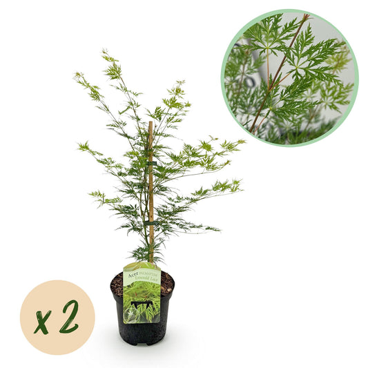 Japanischer Ahorn - Acer palmatum Emerald Lace - 2 Pflanzen - Grün - Topf 19cm - Pflanzfix24.de - Pflanzfix24.de