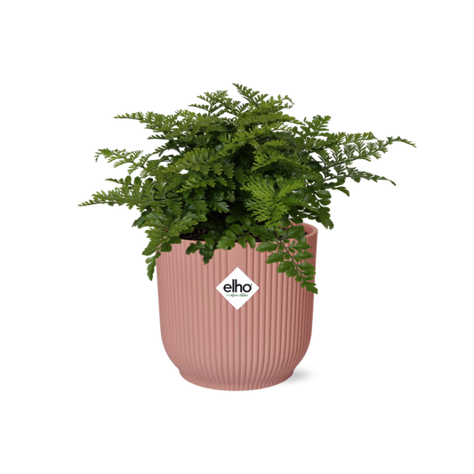 Asplenium Parvati in ELHO Vibes Fold 14cm – Farnkraut | Pflanzfix24