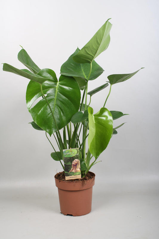 Monstera Deliciosa - Ø17cm - ↕60cm - Pflanzfix24