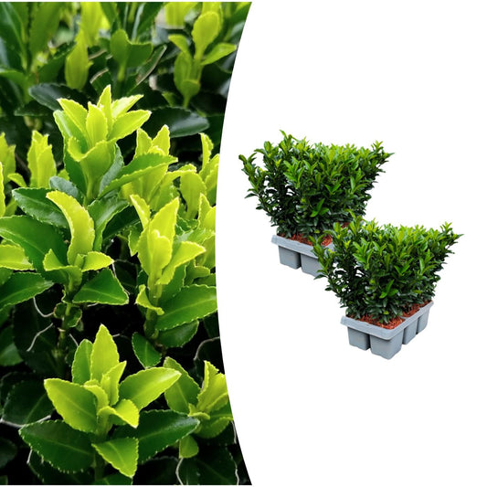 Euonymus 'Green Spire' 12er-Set – Buchsbaum-Alternative | Pflanzfix24.de - Pflanzfix24.de