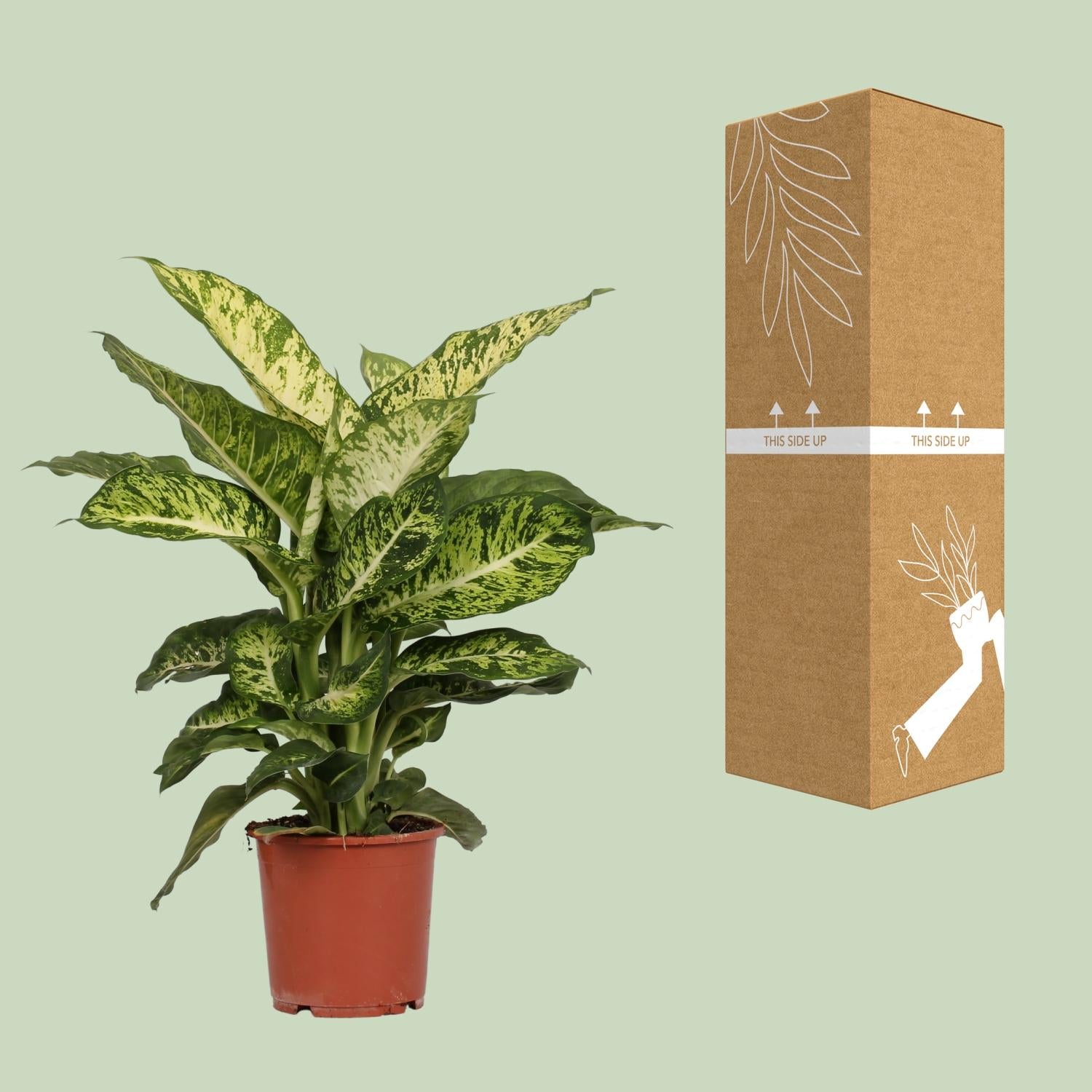 Dieffenbachia Mars - Ø17cm - ↕50cm - Pflanzfix24.de - Pflanzfix24.de