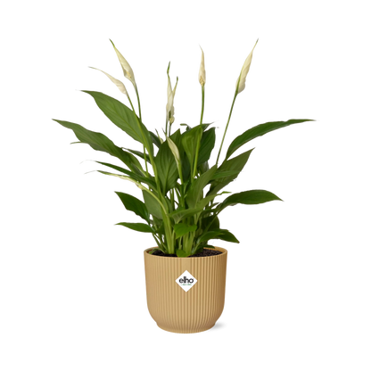 Friedenslilie Spathiphyllum Torelli 12 cm im ELHO Vibes Fold Topf gelb | Pflanzfix24