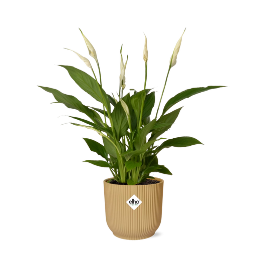 Friedenslilie Spathiphyllum Torelli 12 cm im ELHO Vibes Fold Topf gelb | Pflanzfix24