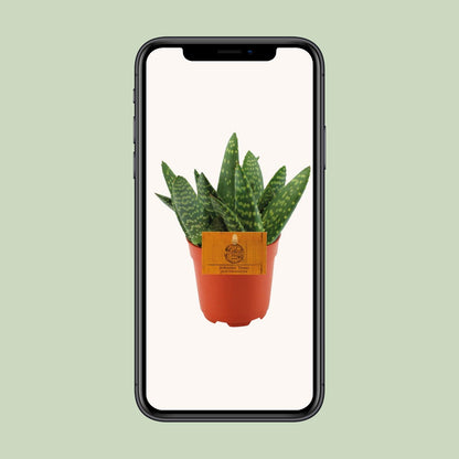 Aloe Paradisicum - Ø10,5 ↕15 bei Pflanzfix24.de - Pflanzfix24.de
