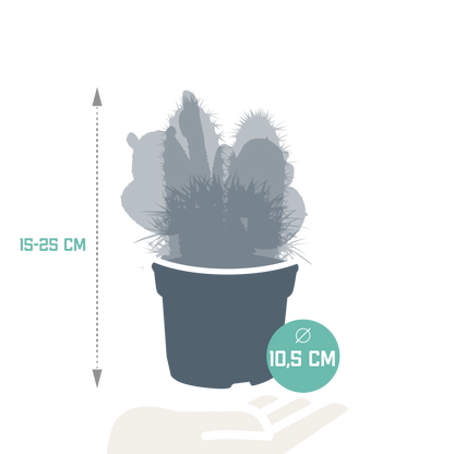 Kakteenmischung 10,5 cm - 3x - zonder pot | Pflanzfix24.de - Pflanzfix24.de