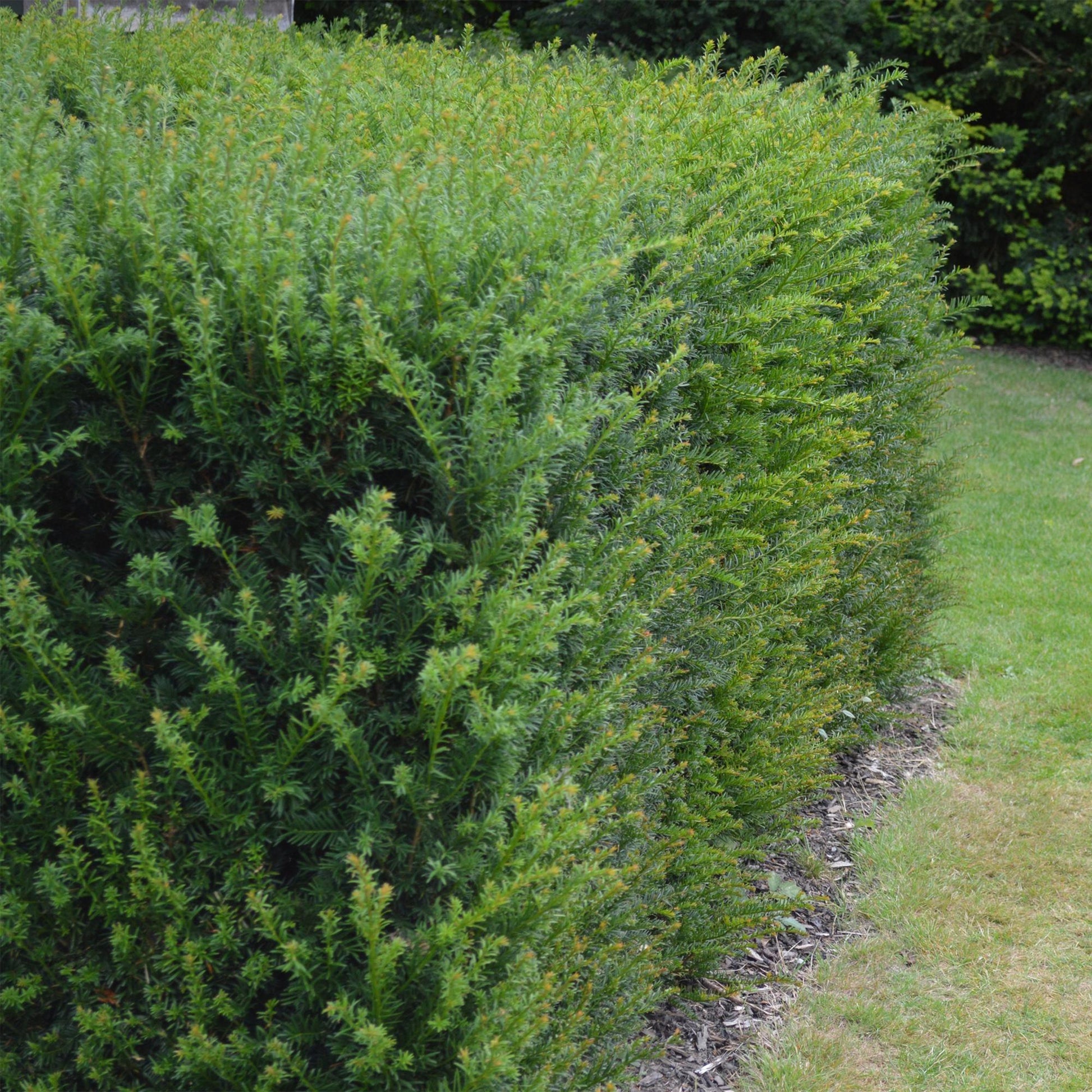 Heckenpflanzen - Taxus baccata - 6 Pflanzen - 1m - Topf 17cm Höhe 60cm - Pflanzfix24.de - Pflanzfix24.de