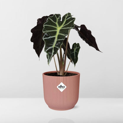 Alocasia Polly ELHO Vibes Fold 14cm rosa | Pflanzfix24