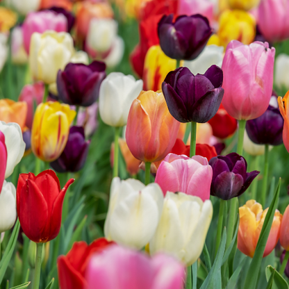 Tulpen Mix - Tulpenbollen 20 Stück | Pflanzfix24