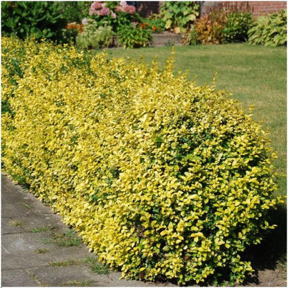 Pflanzfix24 - Winterharte Euonymus fortunei 'Emerald Gold' Hecke - 6er Set