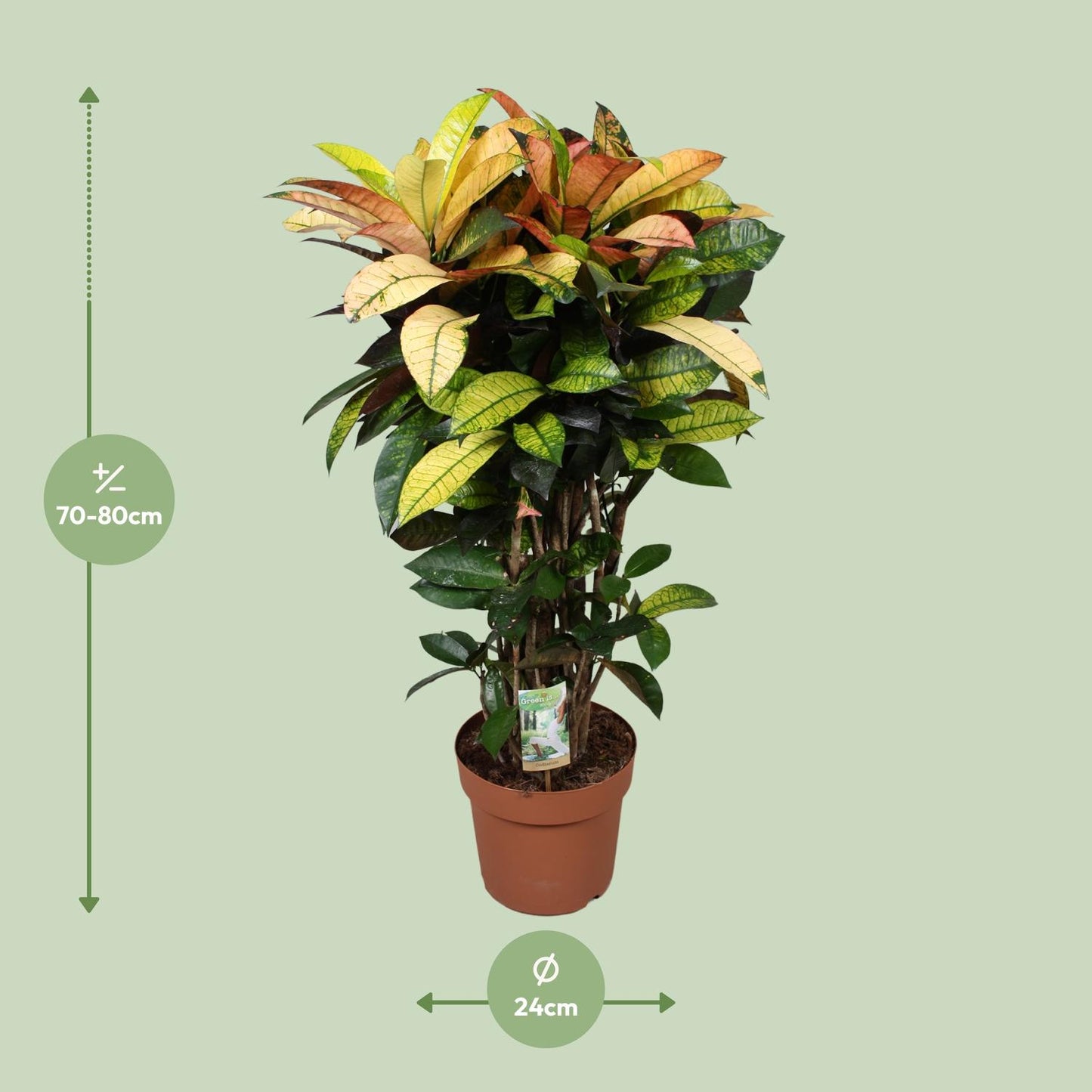 Codiaeum Mrs Iceton - Ø24cm - ↕80cm - Pflanzfix24