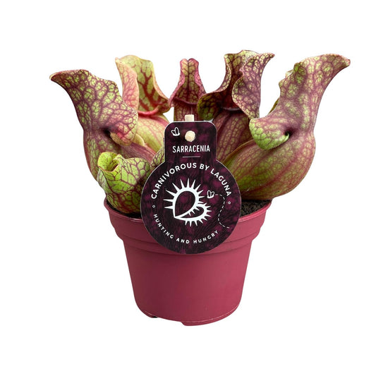 Sarracenia Venosa 12cm – Karnivore Pflanze | Pflanzfix24.de - Pflanzfix24.de