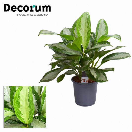 Aglaonema Diamond Bay - Ø21cm - pflanzfix24