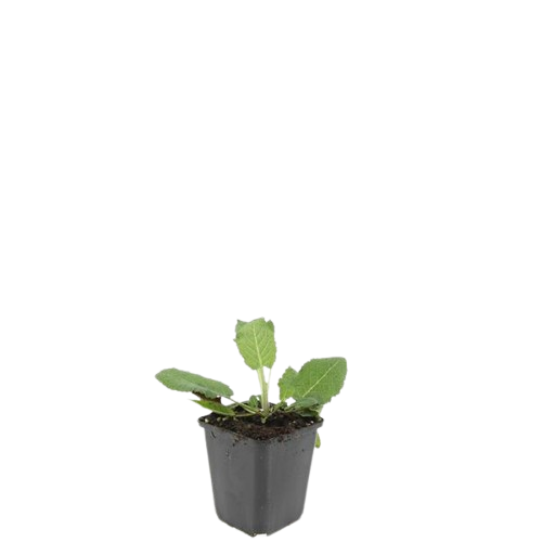 24x Salvia nem. 'Mainacht' - Pflanzfix24