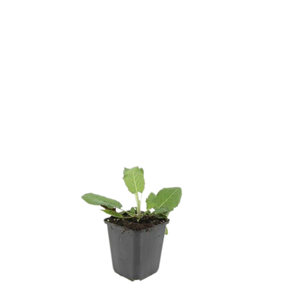 24x Salvia nem. 'Mainacht' - Pflanzfix24