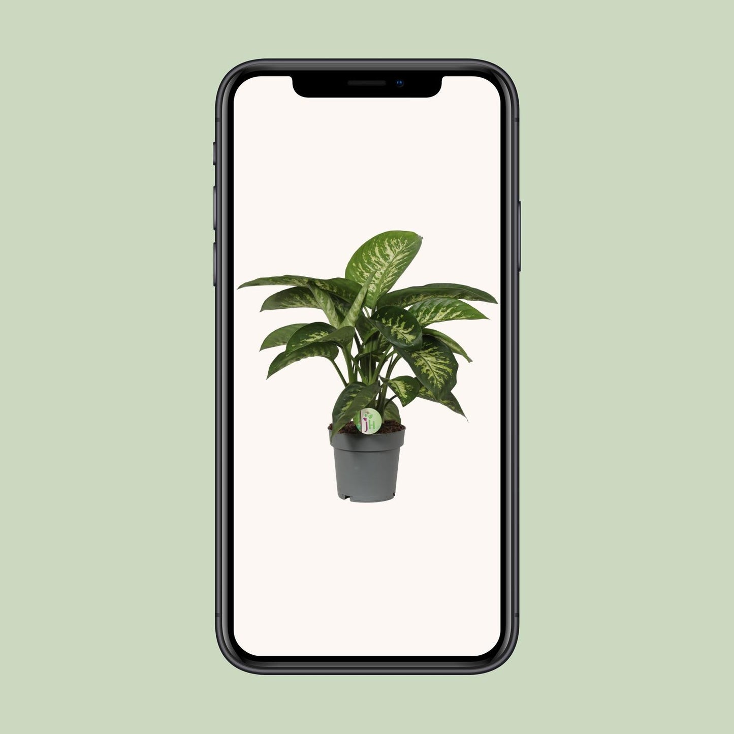 Dieffenbachia Mars - Ø19cm - ↕60cm - Pflanzfix24