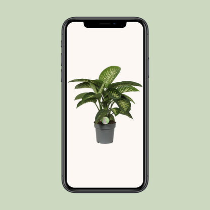 Dieffenbachia Mars - Ø19cm - ↕60cm - Pflanzfix24