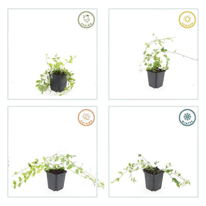 60x Vinca minor 'Aureovariegata' - ↕10-25cm - Ø9cm bei Pflanzfix24.de - Pflanzfix24.de