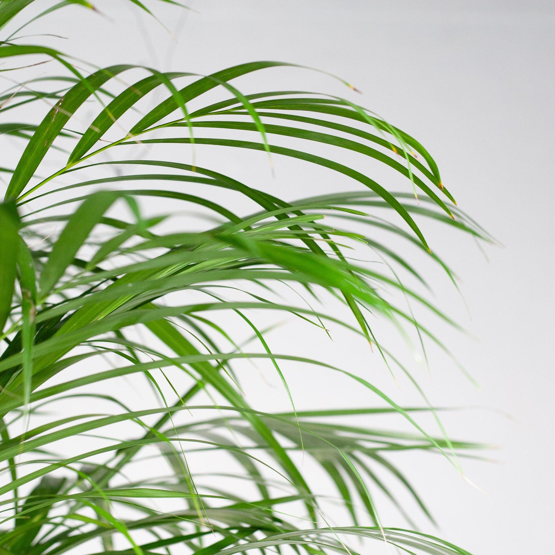Areca-Palme (Dypsis) XL mit Korb Torun - Pflanzfix24.de - Pflanzfix24.de