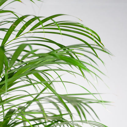 Areca-Palme (Dypsis) XL mit Korb Torun - Pflanzfix24.de - Pflanzfix24.de