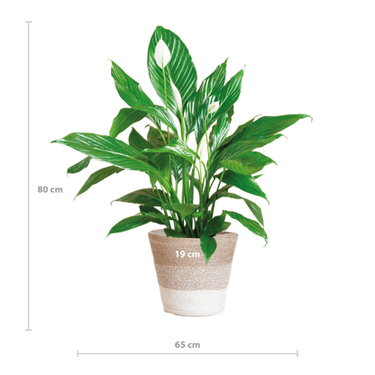 Spathiphyllum 80 cm mit Jutekorb Lissabon – Pflanzfix24.de - Pflanzfix24.de