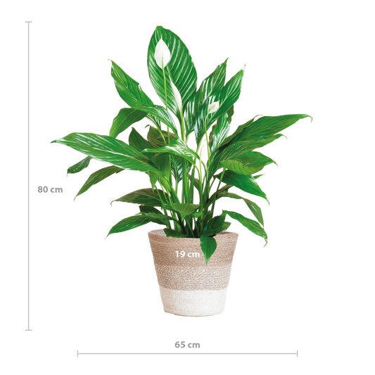 Spathiphyllum 80 cm mit Jutekorb Lissabon – Pflanzfix24.de - Pflanzfix24.de