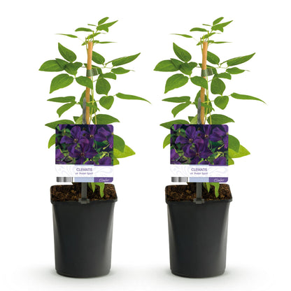 GreenboutiQ - Clematis vit. Polish Spirit - 2 Pflanzen - Pflanzfix24.de - Pflanzfix24.de