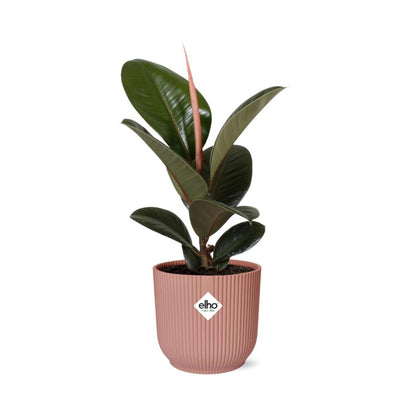 Ficus Elastica 'Robusta' in ELHO Vibes Fold 14cm roze - pflanzfix24