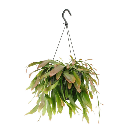 Rhipsalis Red Coral Zimmerpflanze – Pflanzfix24.de - Pflanzfix24.de