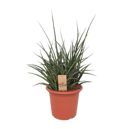 Sansevieria Fernwood Punk - Ø25cm - ↕60cm - Pflanzfix24