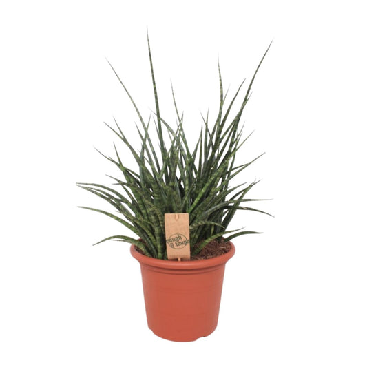 Sansevieria Fernwood Punk - Ø25cm - ↕60cm - Pflanzfix24