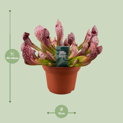 Sarracenia Scarlet Belle Fleischfressende Pflanze - Pflanzfix24