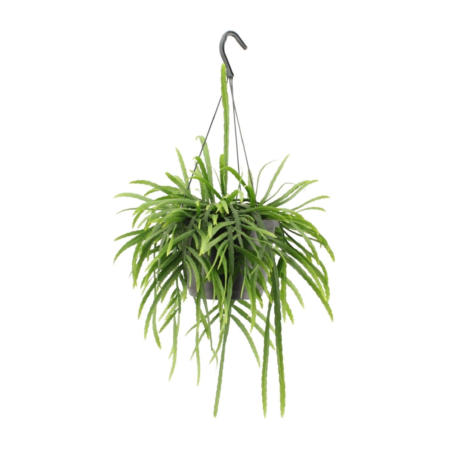 Lepismium Bolivianum - Ø17cm - ↕25cm von Pflanzfix24