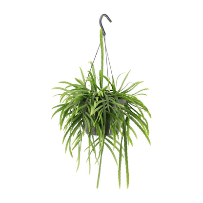 Lepismium Bolivianum - Ø17cm - ↕25cm von Pflanzfix24