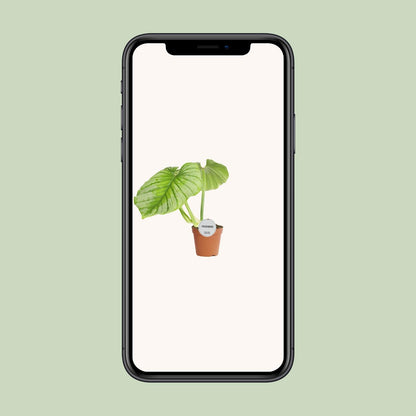 Philodendron Mamei - Ø15cm - ↕50cm bei Pflanzfix24