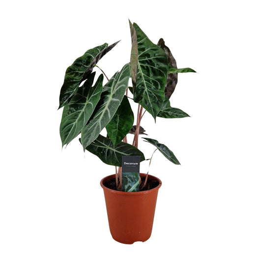 Alocasia Pink Dragon - Ø19cm - ↕75cm - Pflanzfix24