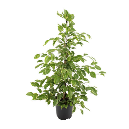 Ficus benjamina Goldenking - Ø21cm - ↕95cm bei Pflanzfix24