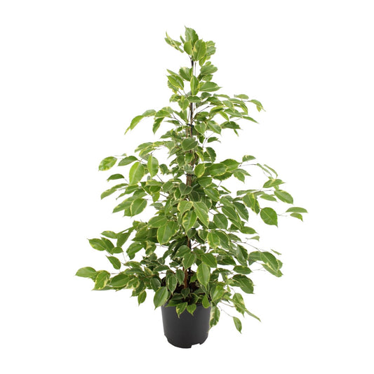 Ficus benjamina Goldenking - Ø21cm - ↕95cm bei Pflanzfix24