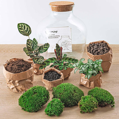 Flaschengarten - Fat Joe - DIY Terrarium Set - 30 cm - Pflanzfix24
