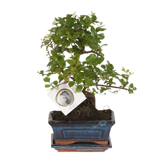Bonsai 'Sageretia' – S-Form – Ø15 cm – Höhe ca. 15 cm | Eleganter Indoor-Bonsai von Pflanzfix24