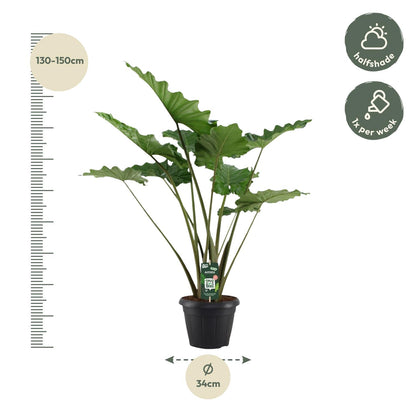 Alocasia Portodora - 140cm - Ø34cm bei Pflanzfix24.de - Pflanzfix24.de