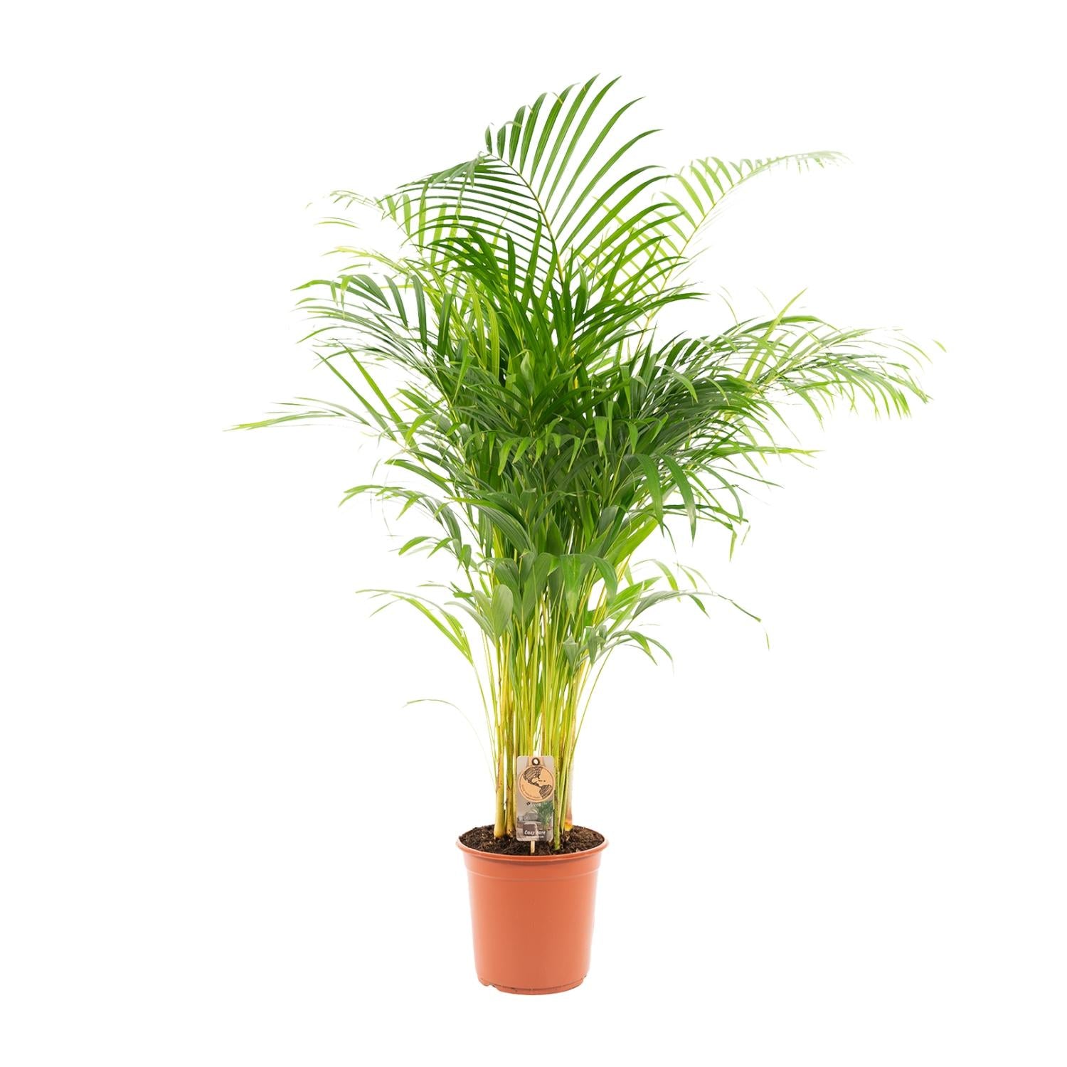 Areca-Palme - Ø21cm - ↕130cm - Pflanzfix24.de - Pflanzfix24.de