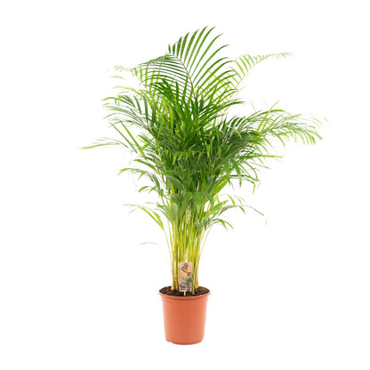 Areca-Palme - Ø21cm - ↕130cm - Pflanzfix24.de - Pflanzfix24.de